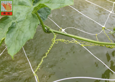 PP المعاوضة الزراعية لدعم النبات ، لون أبيض BOP البلاستيك شبكة المعاوضة